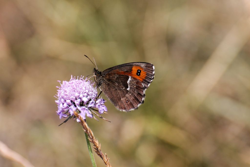 Erebia ligea